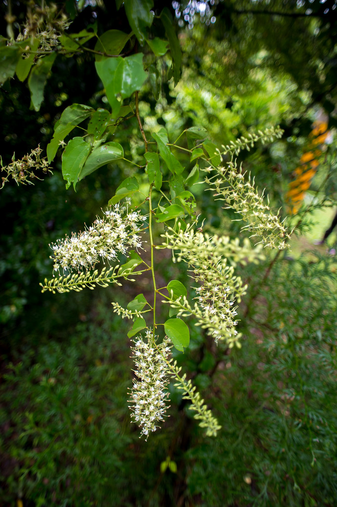 Bauhinia championii